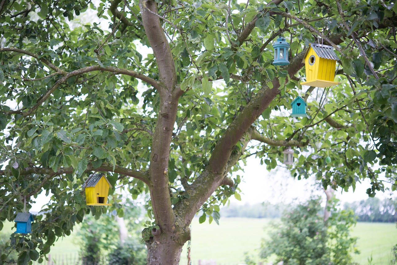 Paukščių Namai, Paukštis, Medis, Obuolių Medis, Namas, Gyvūnas, Gamta, Laukinė Gamta, Birdhouse, Laukiniai