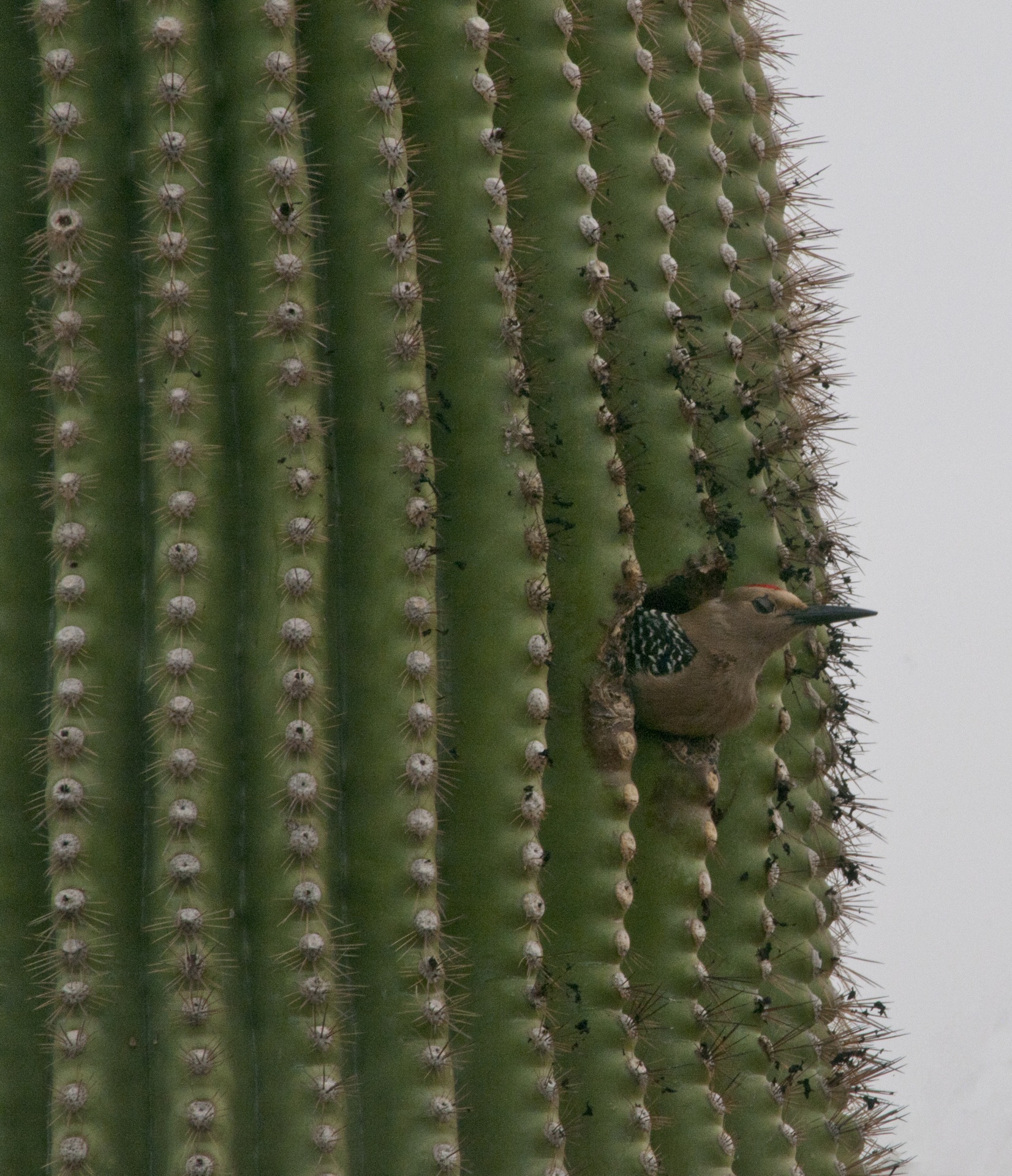 Paukštis,  Paukščiai,  Saguaro,  Kaktusas,  Dykuma,  Laukinė Gamta,  Gamta,  Paukštis Saguaro Kaktusas, Nemokamos Nuotraukos,  Nemokama Licenzija