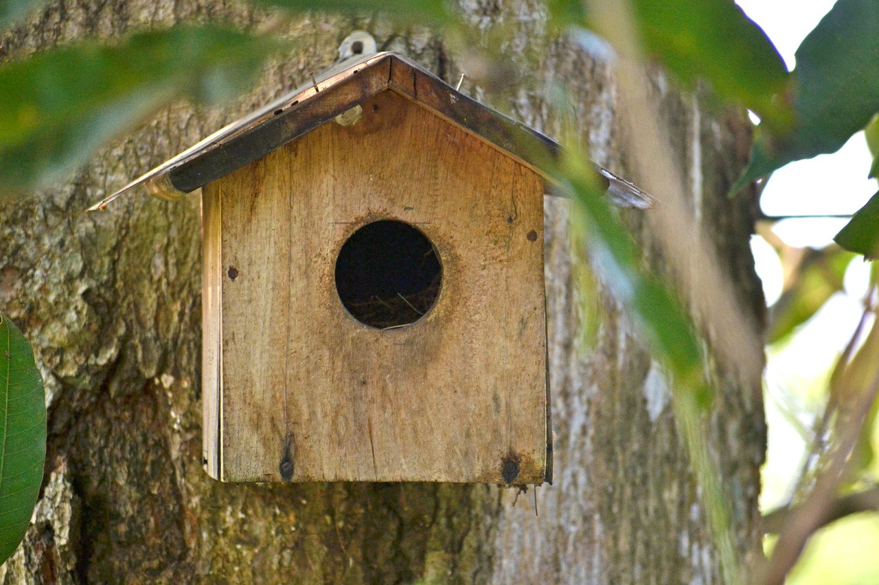 Paukščių Lizdas, Veisimo Dėžė, Paukščių Prieglauda, Dirbtinio Paukščio Lizdas, Šuniukas Robin, Mawanella, Laukinė Gamta, Ceilonas, Šri Lanka, Nemokamos Nuotraukos