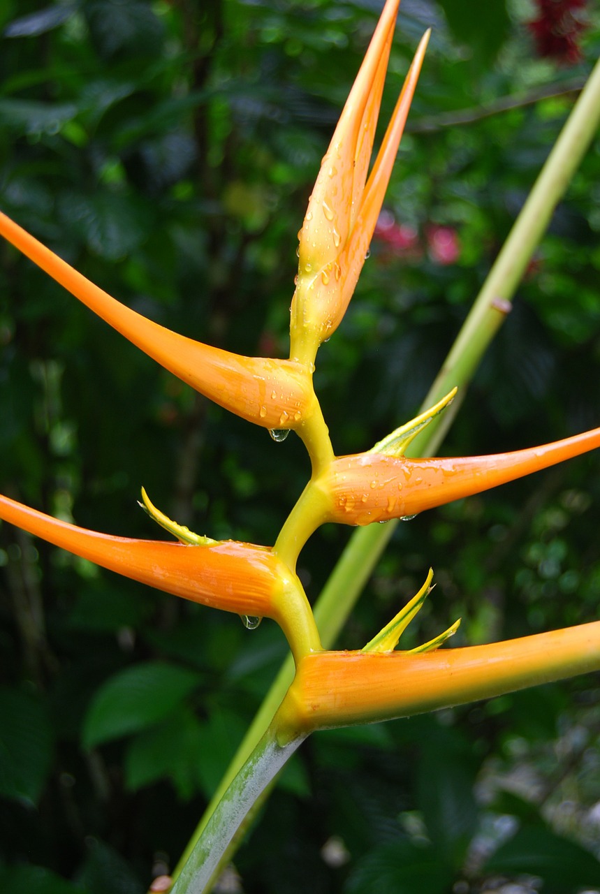 Rojaus Paukštis, Gėlė, Strelitzia Reginae, Gamta, Pavasaris, Rocio, Lašai, Vanduo, Šviežumas, Grožis