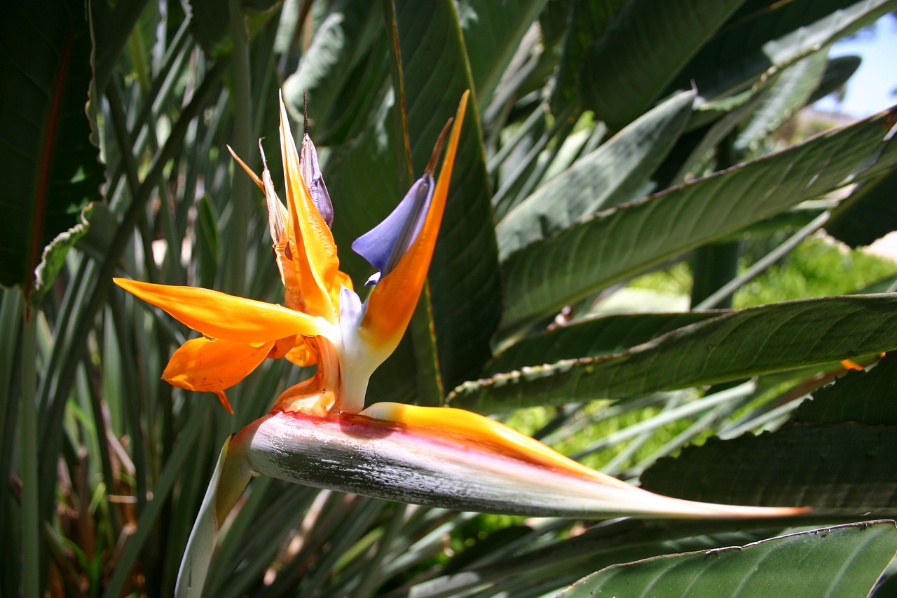 Rojaus Paukščio Gėlė, Strelitoji Orchidėjos, Karalius Caudata, Queen Caudata, Gėlė, Geltona, Gamta, Augalas, Egzotiškas, Hawaii