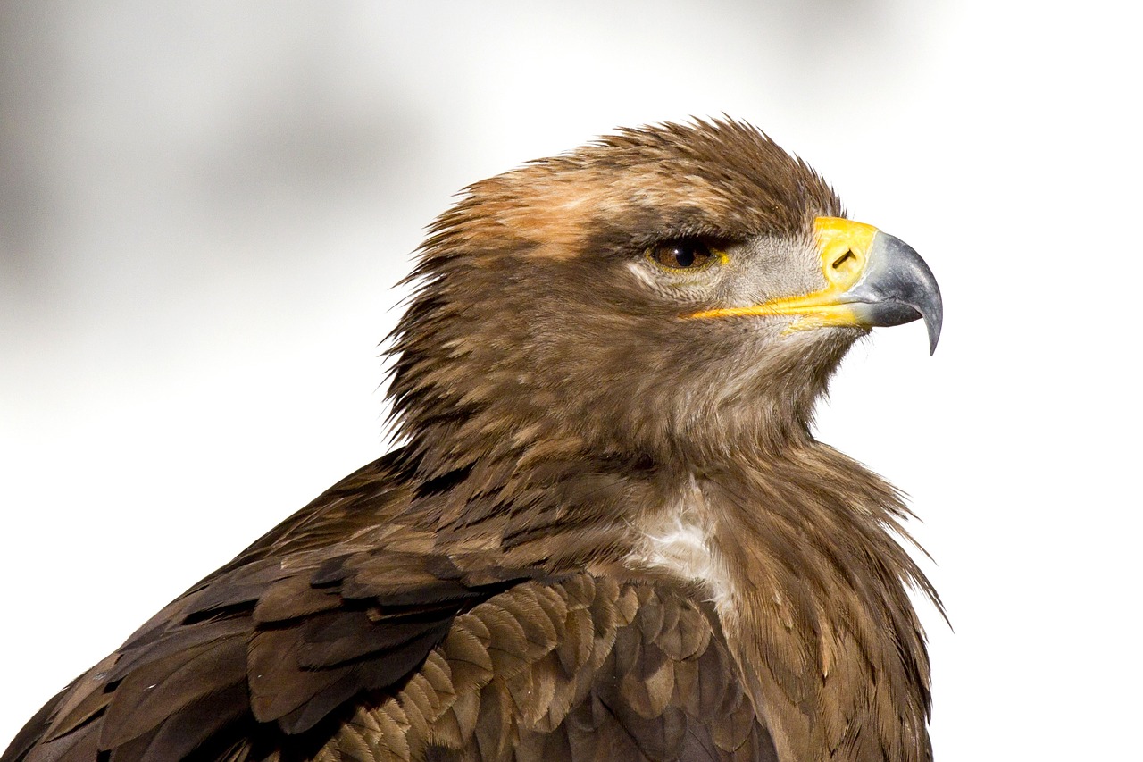 Plėšrusis Paukštis, Steenarend, Erelis, Paukštis, Zoologijos Sodas, Snapas, Nemokamos Nuotraukos,  Nemokama Licenzija