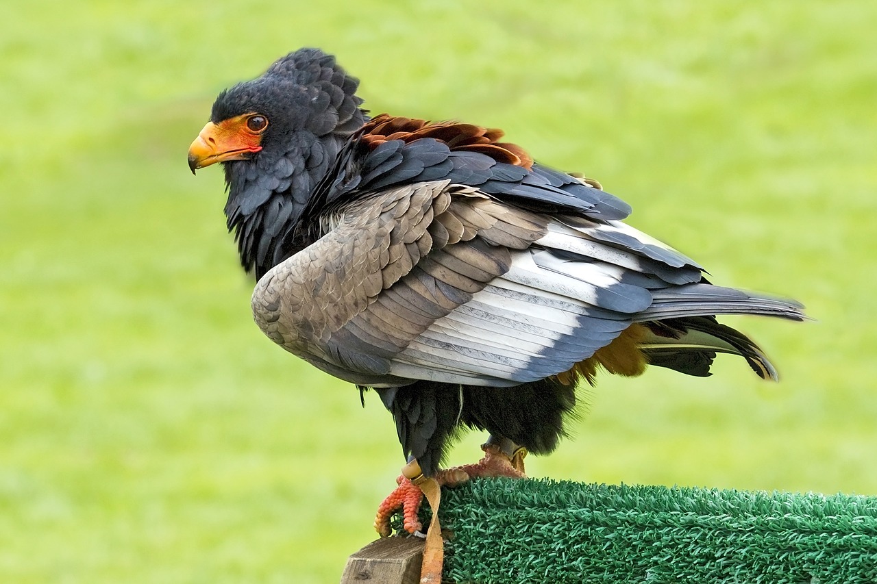 Plėšrusis Paukštis, Bateleur Erelis, Erelis, Paukštis, Zoologijos Sodas, Snapas, Nemokamos Nuotraukos,  Nemokama Licenzija