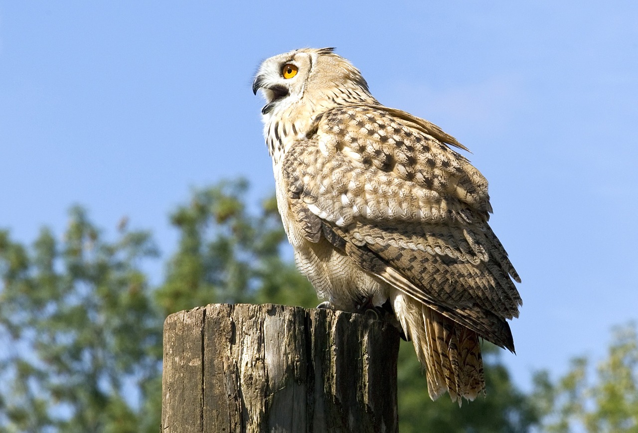 Plėšrusis Paukštis, Pelėdos, Paukštis, Zoologijos Sodas, Snapas, Nemokamos Nuotraukos,  Nemokama Licenzija