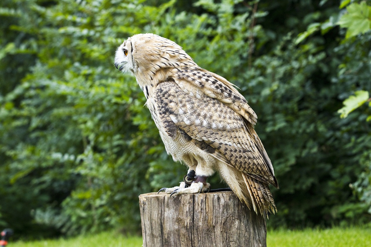 Plėšrusis Paukštis, Pelėdos, Paukštis, Zoologijos Sodas, Snapas, Nemokamos Nuotraukos,  Nemokama Licenzija