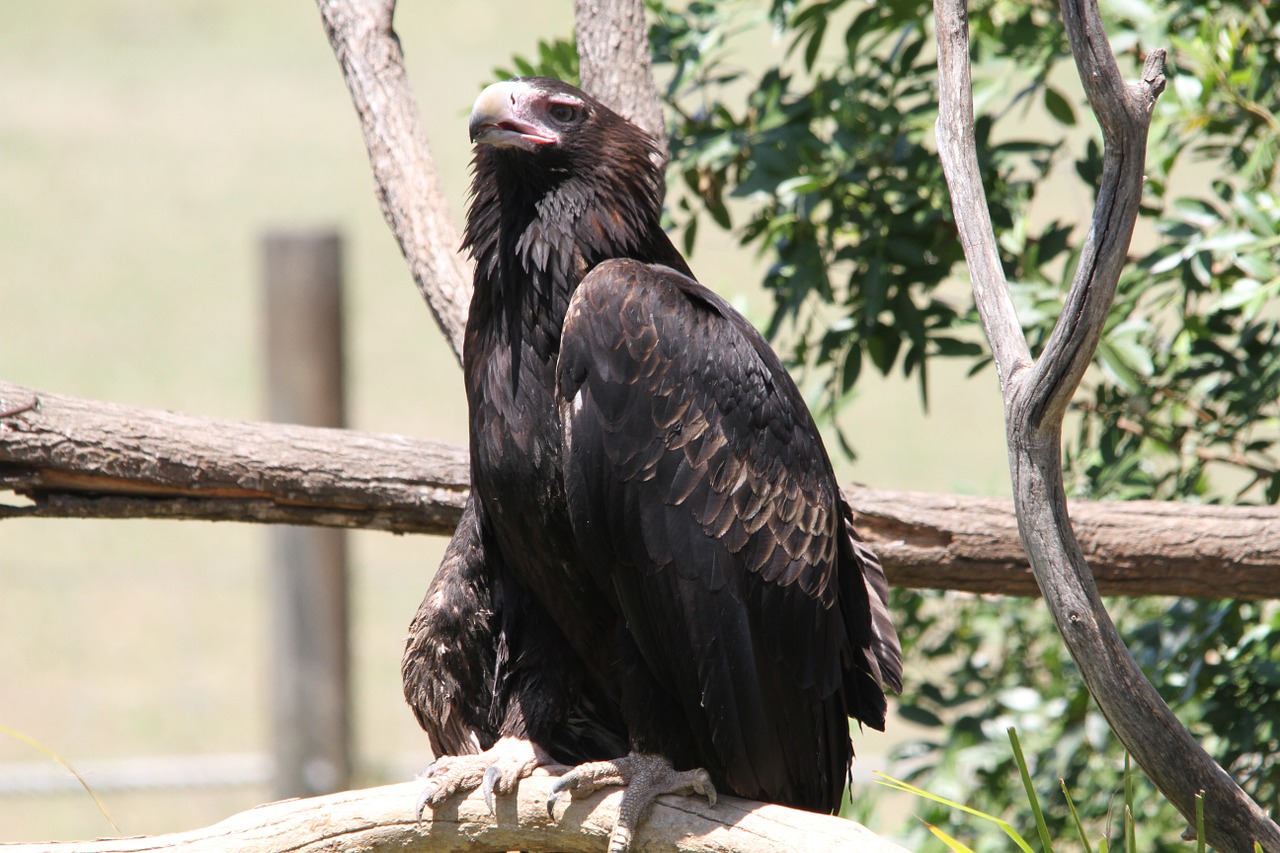 Plėšrusis Paukštis, Paukštis, Raptoras, Nemokamos Nuotraukos,  Nemokama Licenzija