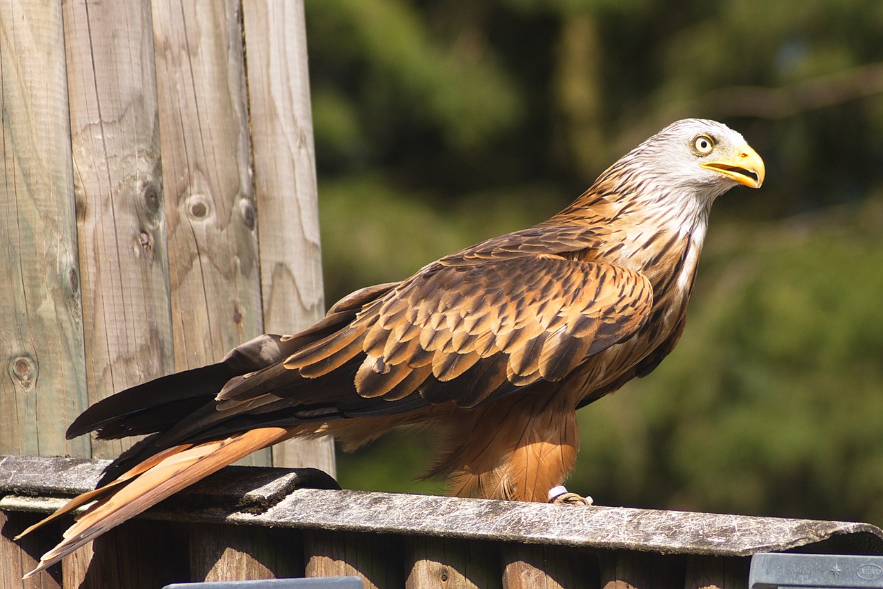 Plėšrusis Paukštis, Grifinas, Paukštis, Raptoras, Gyvūnai, Paukščiai, Nemokamos Nuotraukos,  Nemokama Licenzija