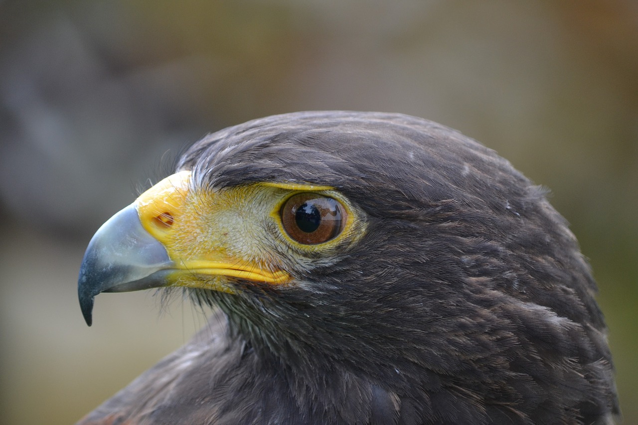 Plėšrusis Paukštis, Paukštis, Zoologijos Sodas, Nemokamos Nuotraukos,  Nemokama Licenzija