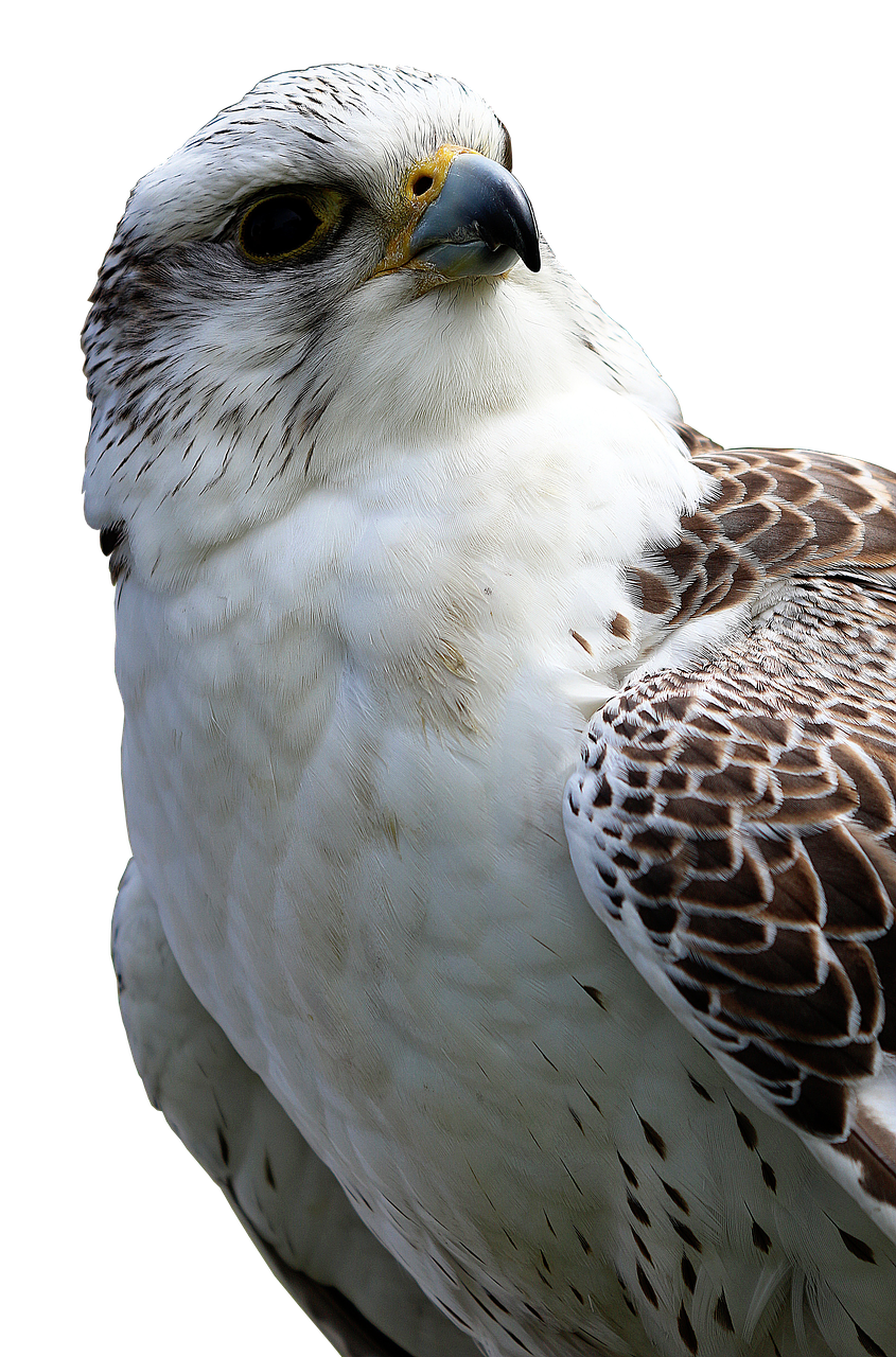 Plėšrusis Paukštis, Buzzard, Paukštis, Raptoras, Bendras Gobtukas, Skrybėlė, Sąskaitą, Akys, Laukinis Paukštis, Uždaryti