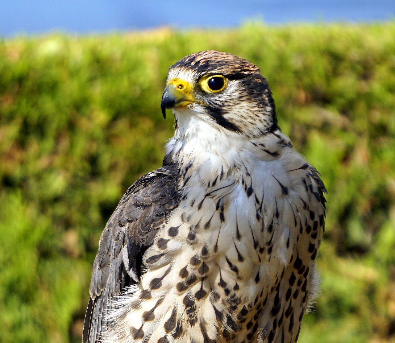 Plėšrusis Paukštis, Gyvūnas, Falcon, Fauna, Atrodo, Galva, Plumėjimas, Akys, Sparnai, Gyvūninė Prigimtis