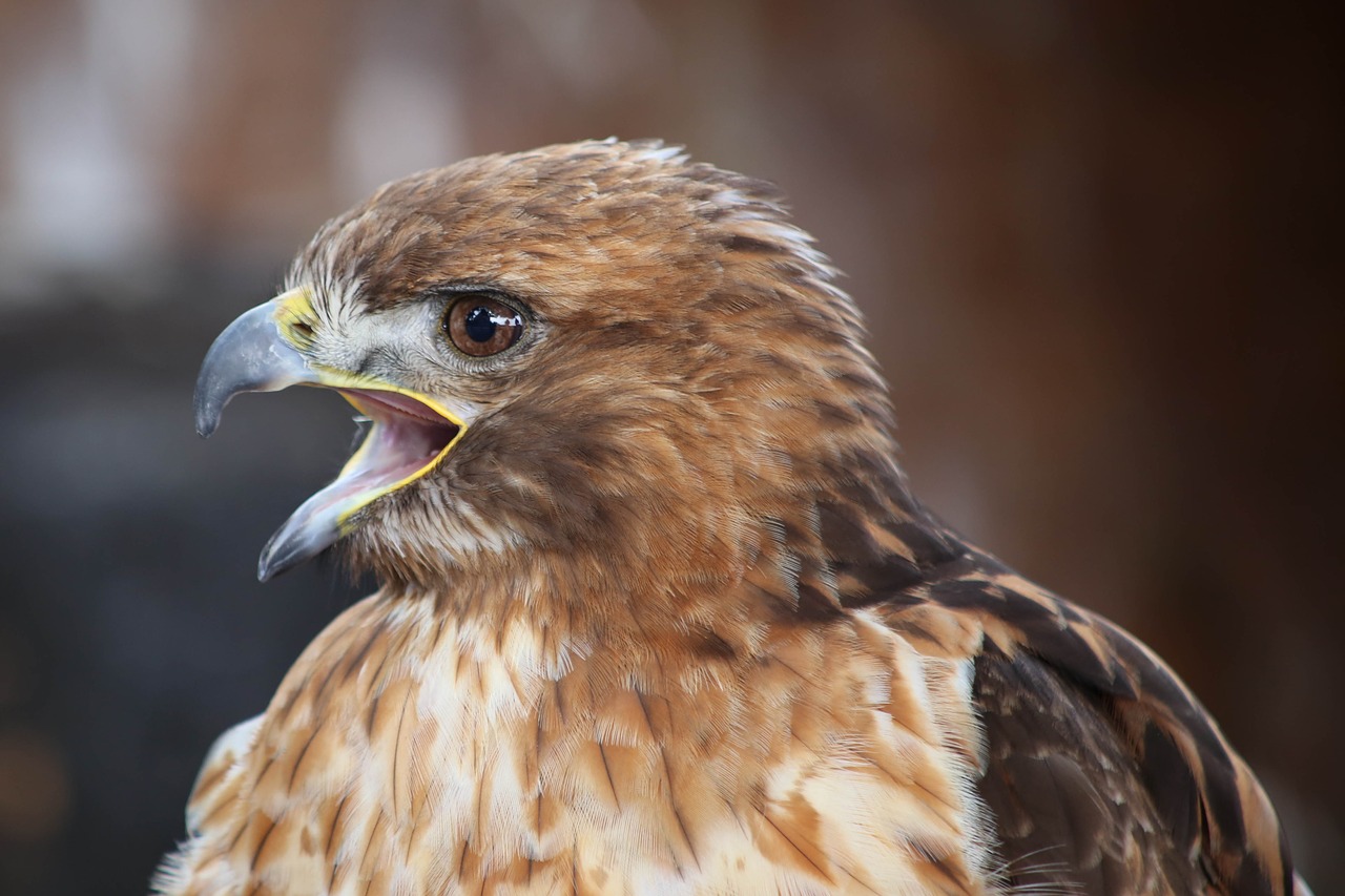 Plėšrusis Paukštis,  Falcon,  Raptor, Nemokamos Nuotraukos,  Nemokama Licenzija