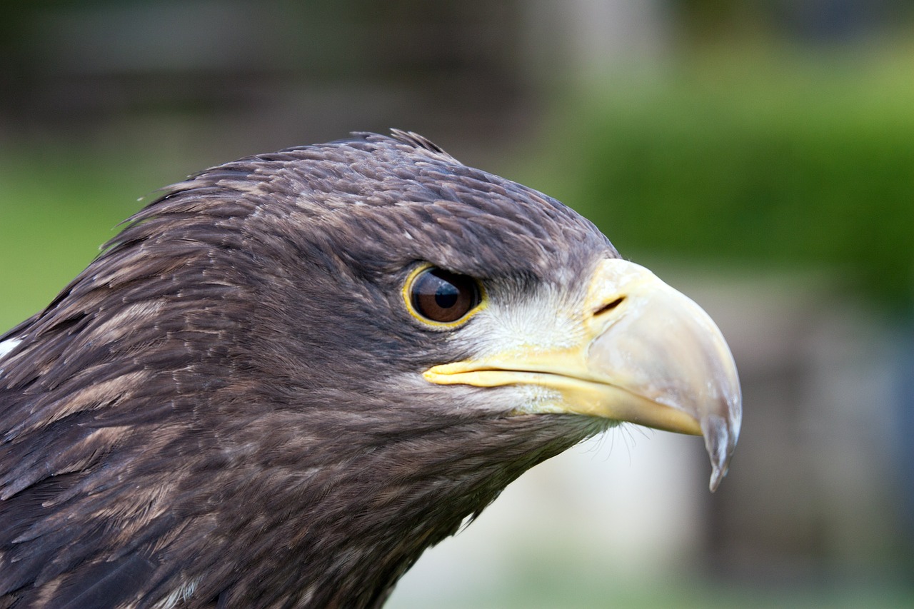 Plėšrusis Paukštis, Plėšrūnas, Laukinė Gamta, Galva, Raptoras, Plumėjimas, Snapas, Akis, Nemokamos Nuotraukos,  Nemokama Licenzija