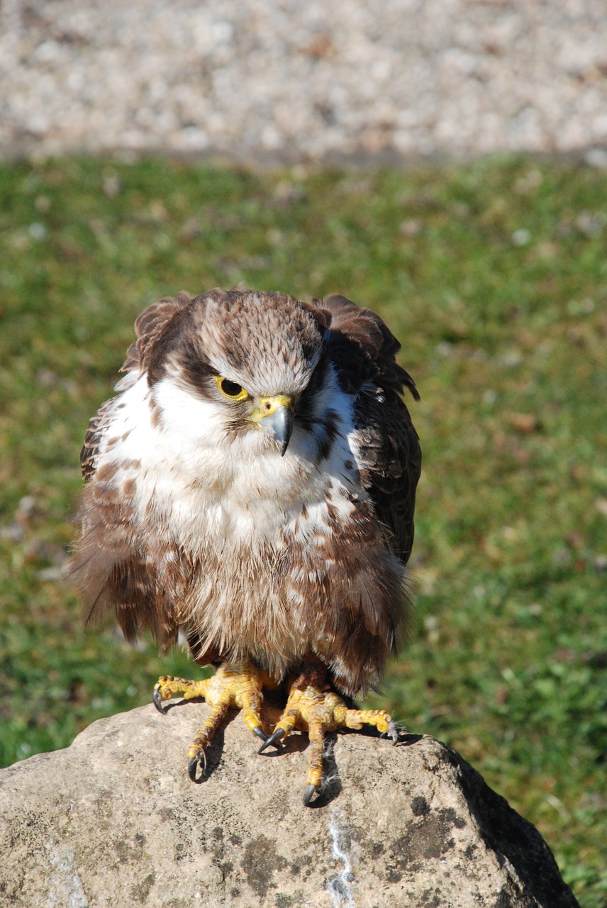 Plėšrusis Paukštis,  Raptoras,  Paukštis,  Plėšrūnas,  Gyvūnas,  Gamta,  Padaras,  Bendras Gobtukas,  Laukinis Gyvūnas,  Plumėjimas