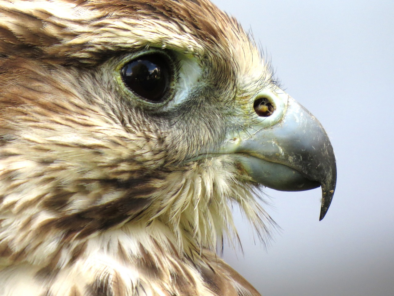 Plėšrusis Paukštis,  Raptoras,  Gyvūnas,  Paukštis,  Grobis,  Plėšrūnas,  Snapas,  Akys,  Veidas,  Galva