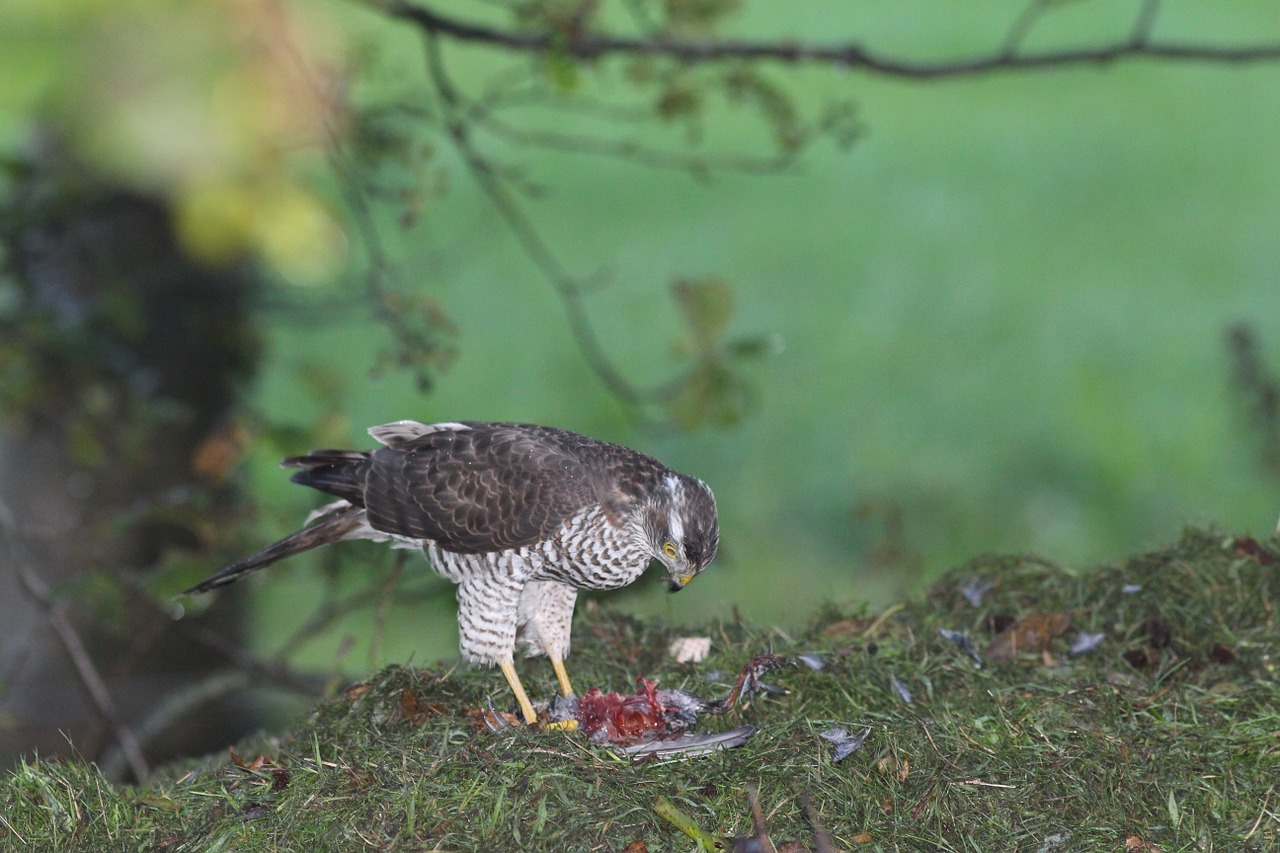 Plėšrusis Paukštis,  Gamta,  Valkas,  Paukščiai,  Erelis,  Plunksnos,  Gyrfalcon, Nemokamos Nuotraukos,  Nemokama Licenzija