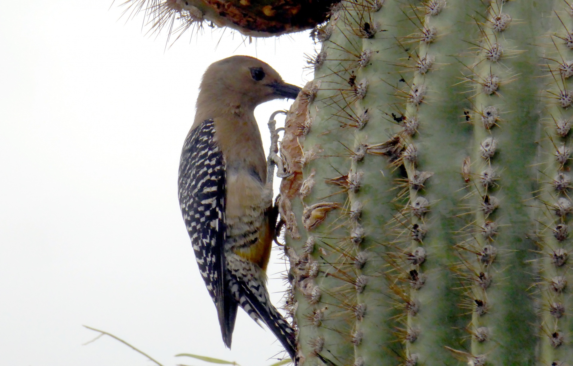 Kaktusas,  Paukštis,  Kaktusai,  Paukščiai,  Saguaro,  Laukinė Gamta,  Valgymas,  Gamta,  Augalas,  Dykuma