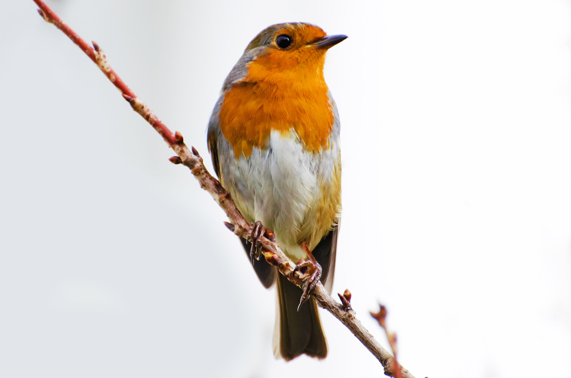 Bavarija,  Paukštis,  Filialas,  Krūtinė,  Kortelė,  Erithacus & Nbsp,  Rubecula,  Europa,  Europietis,  Maitinimas