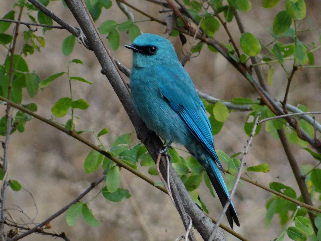 Flycatcher, Paukštis, Mėlynos Plunksnos, Juoda Akis, Pune, Indija, Eumyias Thalassinus, Nemokamos Nuotraukos,  Nemokama Licenzija