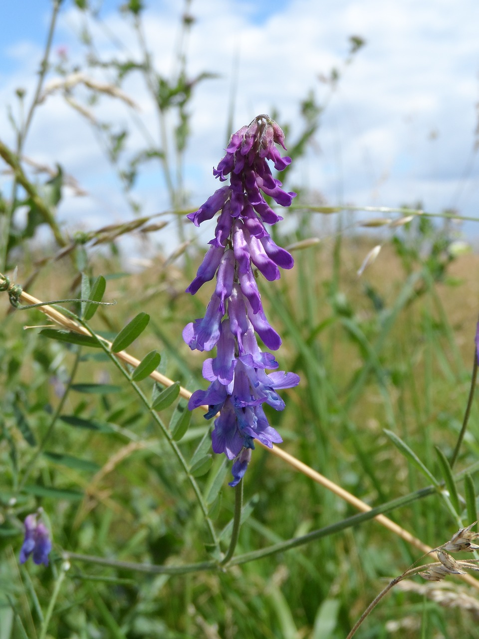 Paukščių Vikas, Violetinė, Violetinė, Krautig, Lankstinukai, Pieva, Žydėti, Augti, Žiedynas, Flora