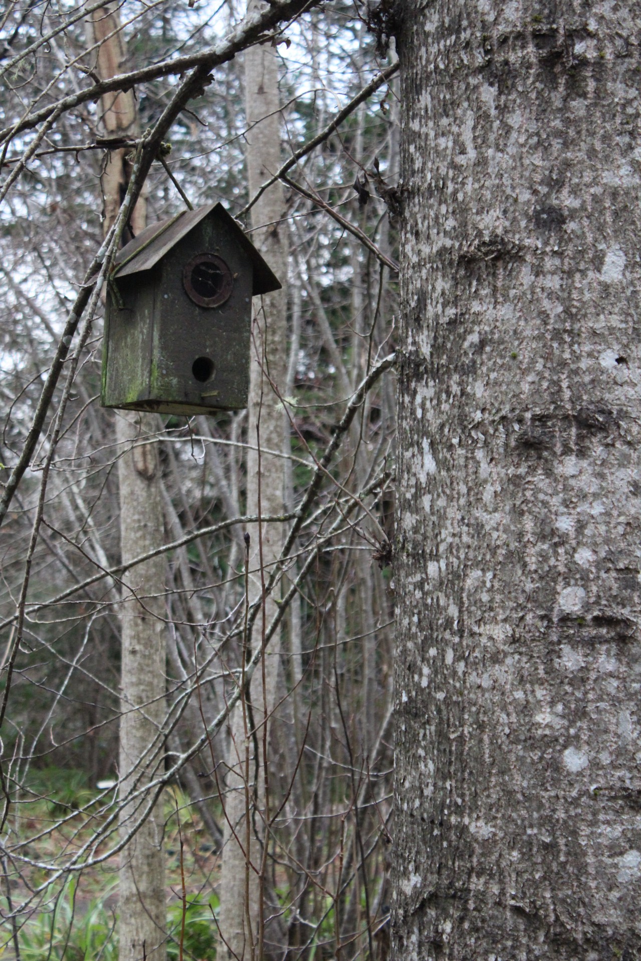 Birdhouse,  Medis,  Pilka,  Pilka,  Miškas,  Birdhouse, Nemokamos Nuotraukos,  Nemokama Licenzija