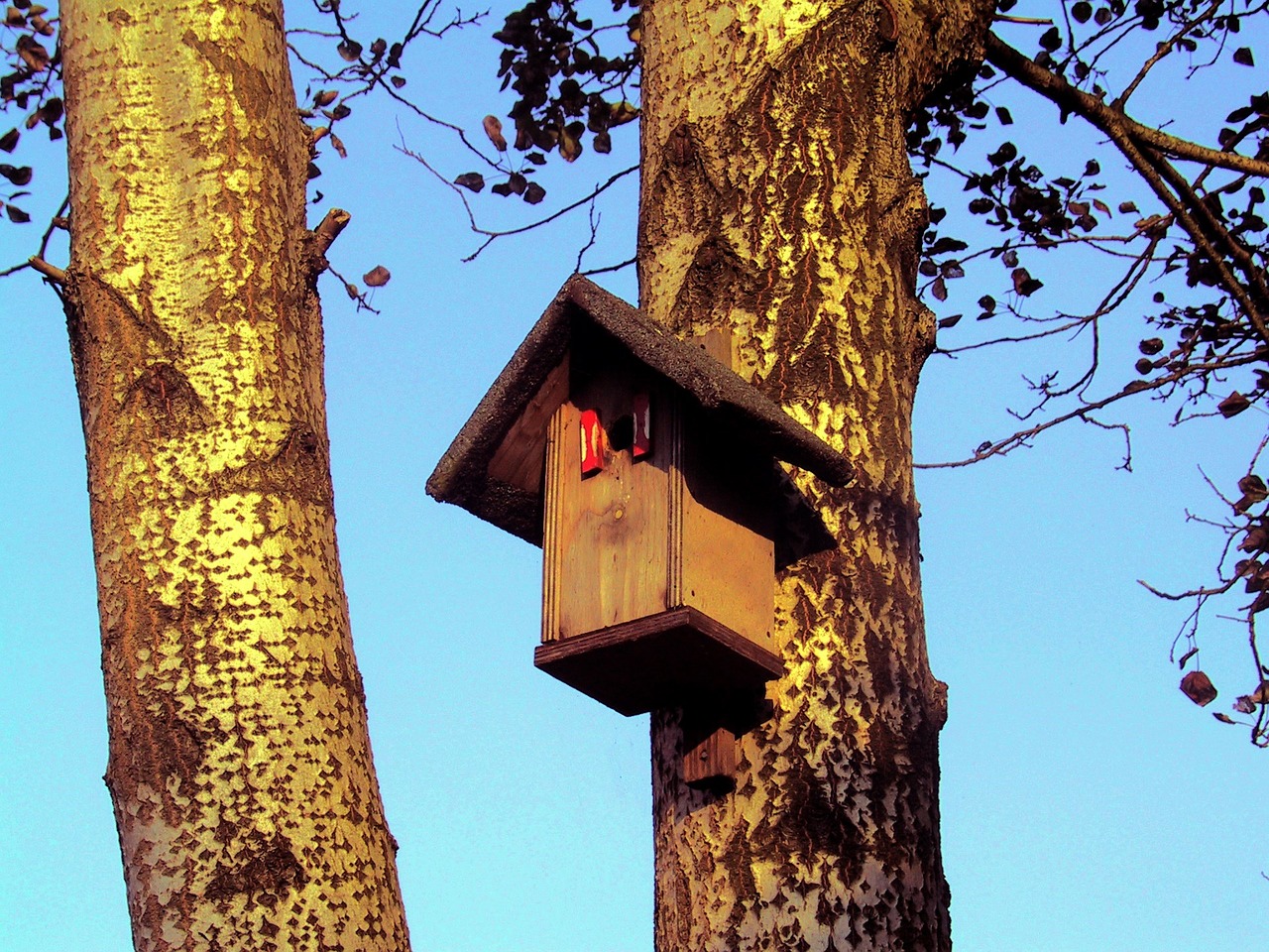 Birdhouse, Namelis, Medžio Namelis, Medžio Kamienas, Miškas, Sodas, Nemokamos Nuotraukos,  Nemokama Licenzija