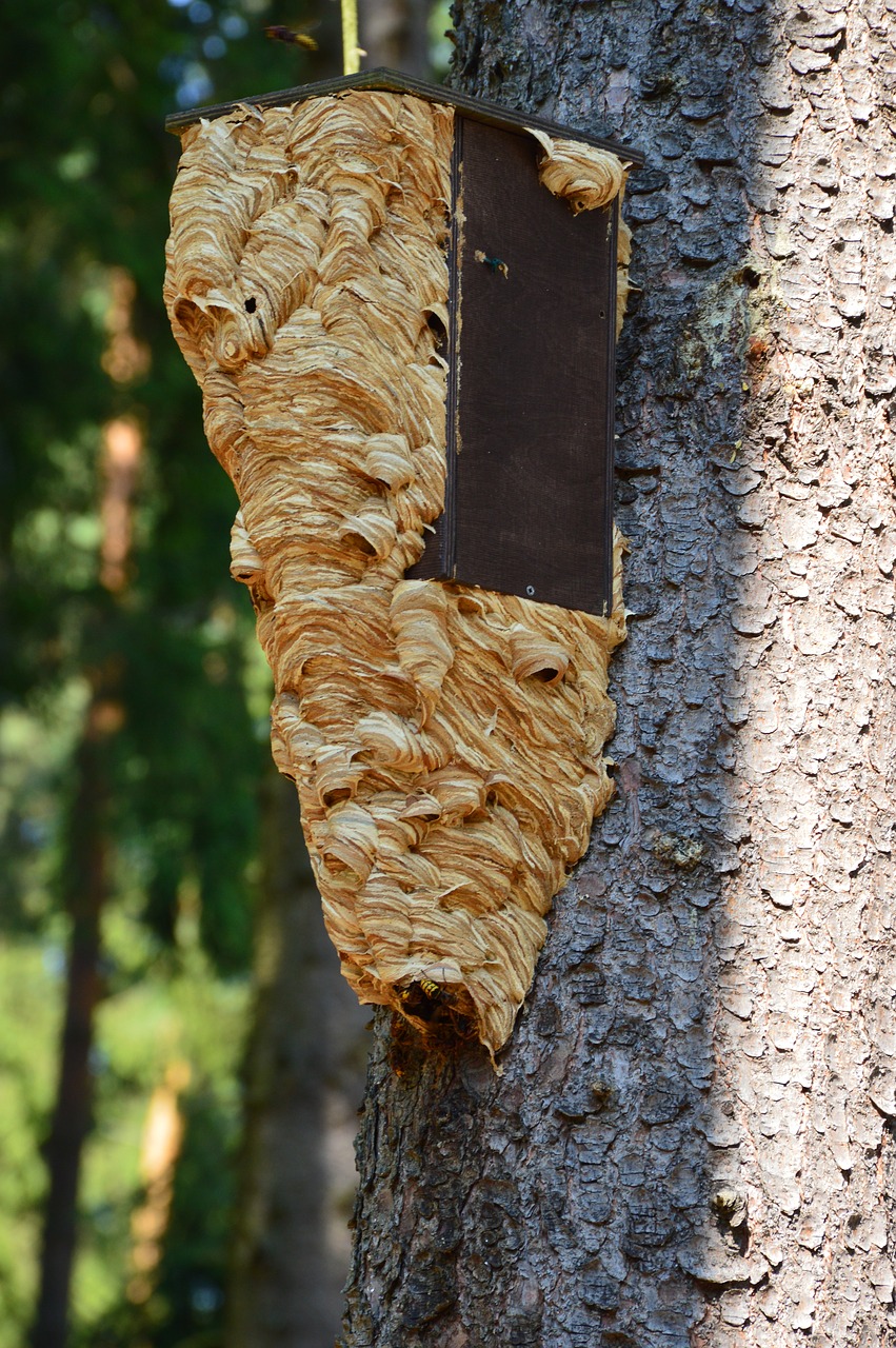 Birdhouse, Hornet, Hornets Lizdas, Mine, Vabzdys, Lizdas, Nemokamos Nuotraukos,  Nemokama Licenzija