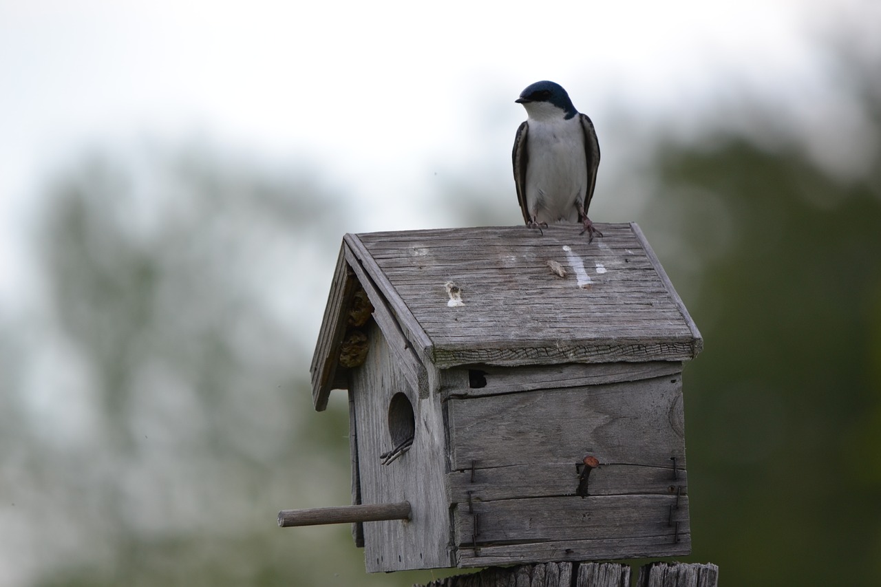 Birdhouse, Nuryti, Paukštis, Nemokamos Nuotraukos,  Nemokama Licenzija