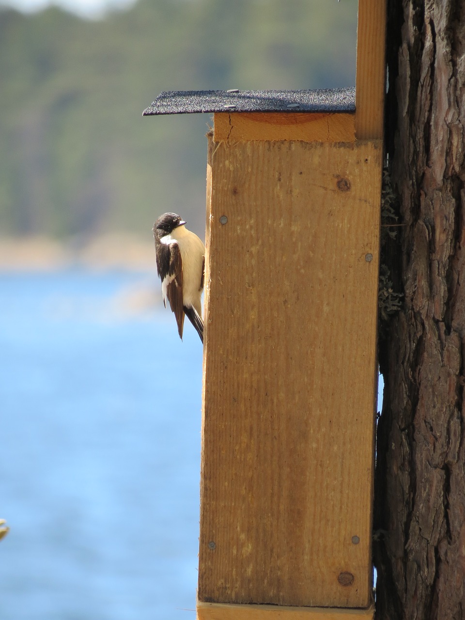 Birdhouse, Flycatcher, Vasara, Lizdas, Paukštis, Paukščio Lizdas, Šiek Tiek Paukštis, Nemokamos Nuotraukos,  Nemokama Licenzija