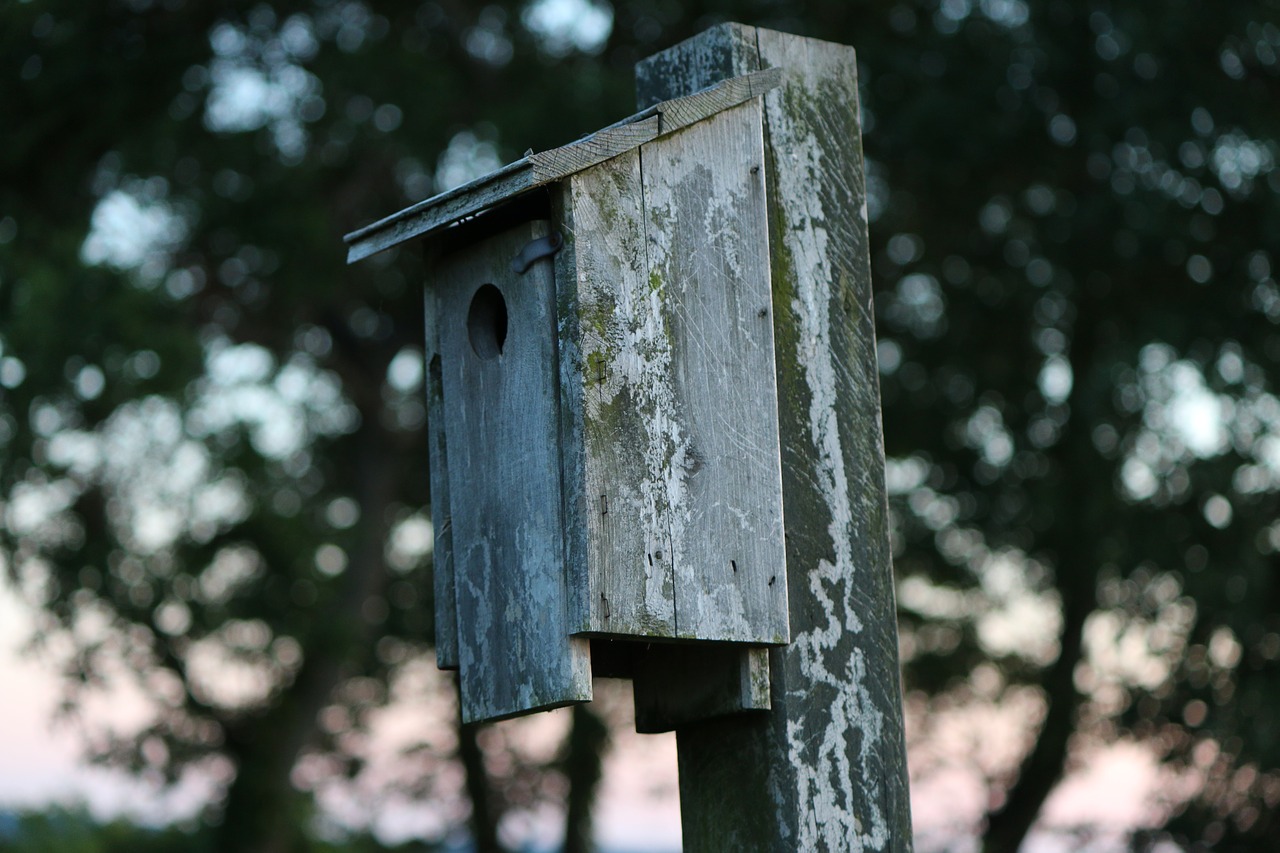 Birdhouse, Vintage, Gamta, Paukštis, Namas, Medinis, Dėžė, Sodas, Senas, Lauke