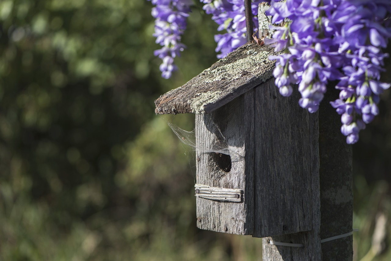 Birdhouse, Gėlės, Violetinė, Medinis, Sezonas, Vintage, Sodas, Paukštis, Nemokamos Nuotraukos,  Nemokama Licenzija