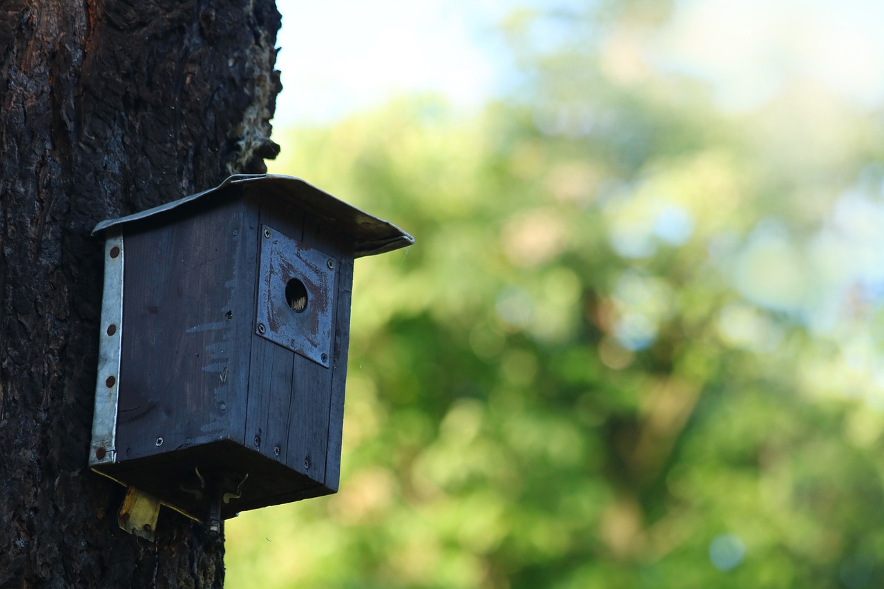 Birdhouse,  Finansuojantysis,  Mesti,  Medis, Nemokamos Nuotraukos,  Nemokama Licenzija