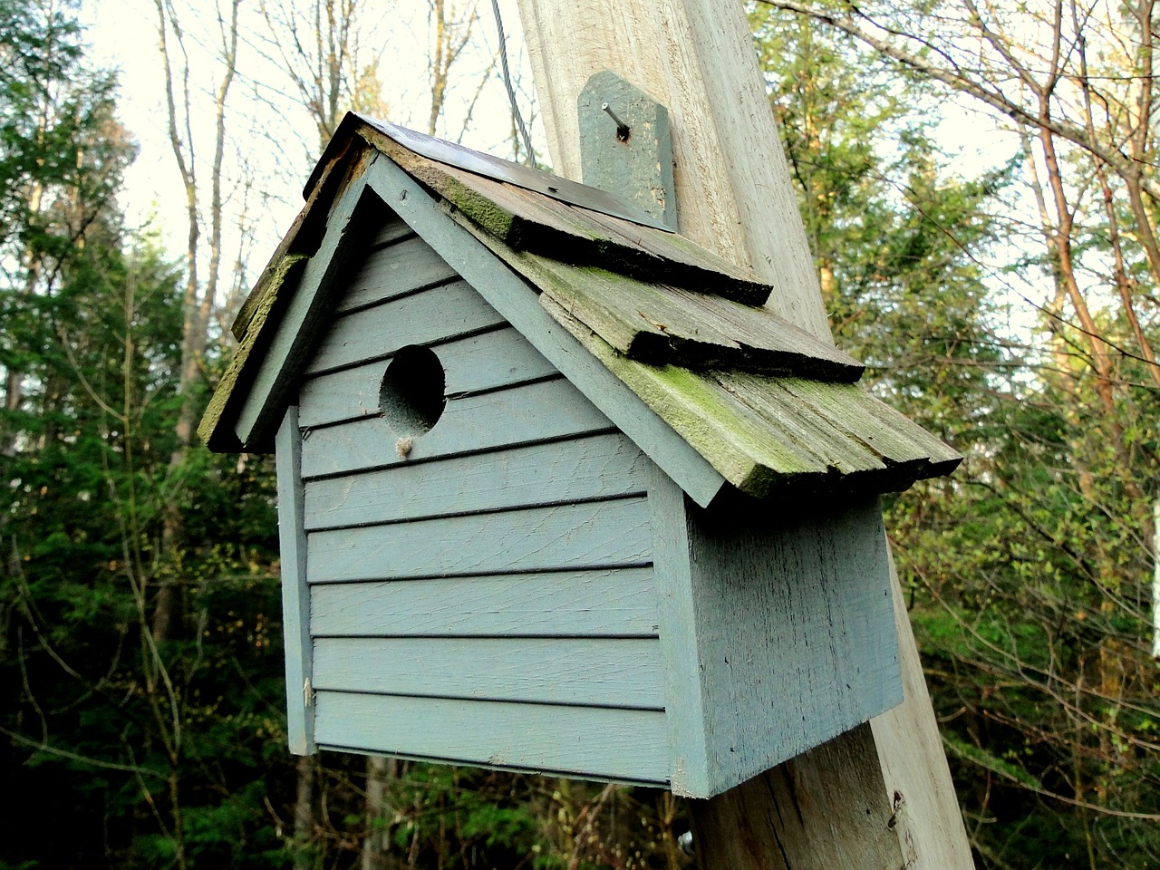 Birdhouse, Mediena, Mėlynas, Atidarymas, Paukščiai, Lizdą, Pole, Namas, Laukiniai Paukščiai, Nemokamos Nuotraukos