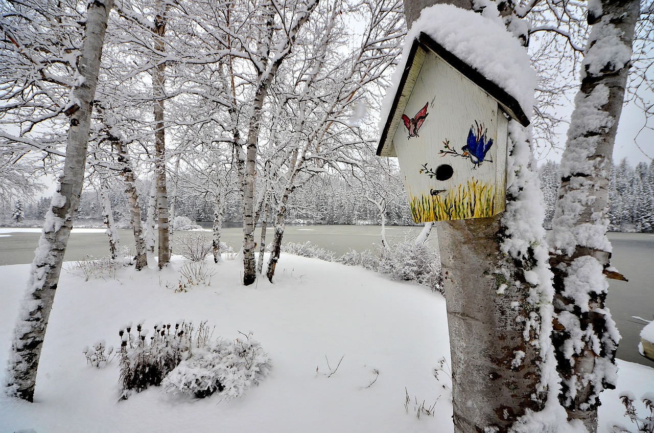 Birdhouse, Žiema, Sniegas, Medžiai, Beržas, Žiemos Peizažas, Ledas, Nemokamos Nuotraukos,  Nemokama Licenzija