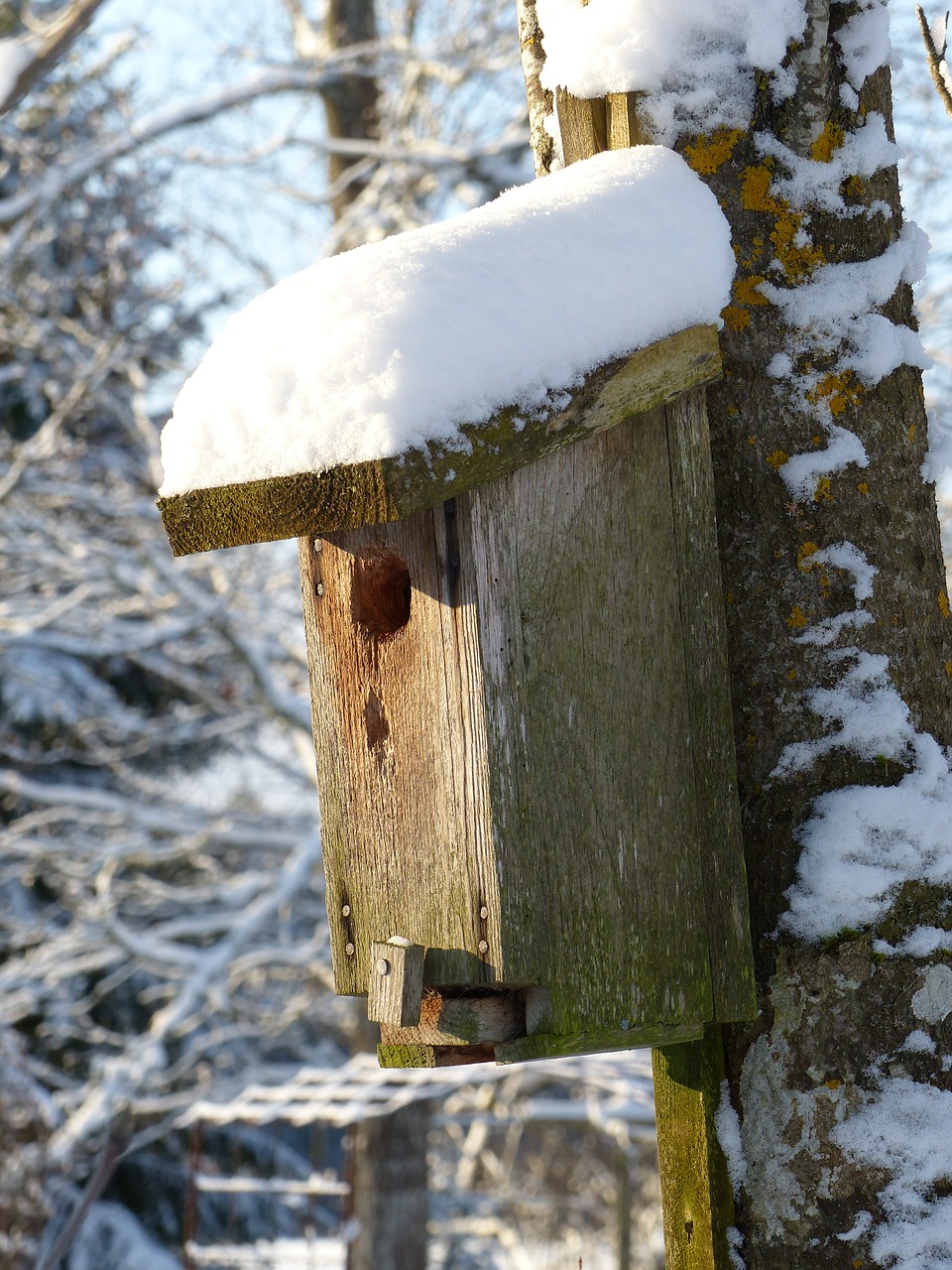 Birdhouse, Sniegas, Žiema, Miškas, Medis, Gentis, Dangus, Nemokamos Nuotraukos,  Nemokama Licenzija