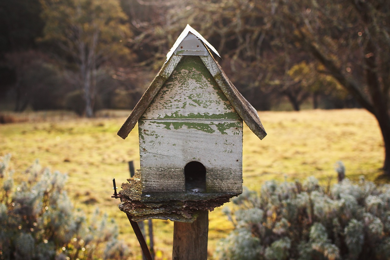 Birdhouse, Namas, Žalias, Lauke, Saulėtas, Popietė, Sodas, Nemokamos Nuotraukos,  Nemokama Licenzija