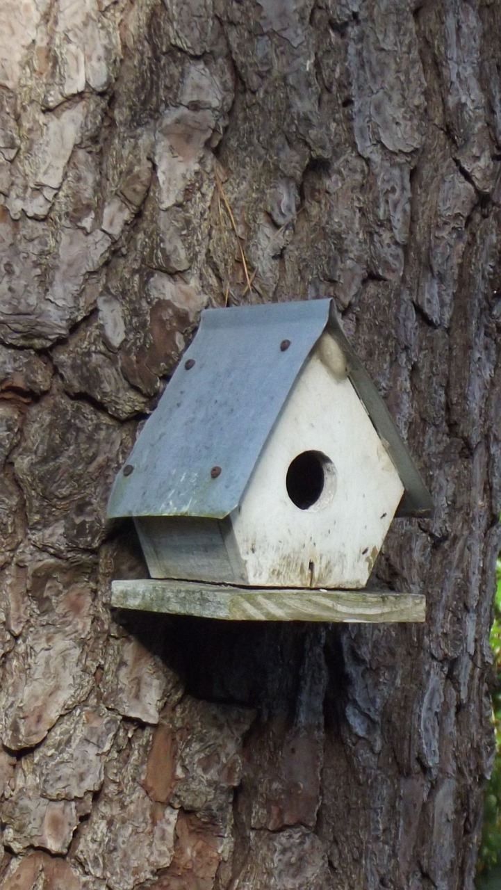 Birdhouse, Paukštis, Gamta, Namas, Medis, Namai, Lizdas, Balta, Nemokamos Nuotraukos,  Nemokama Licenzija