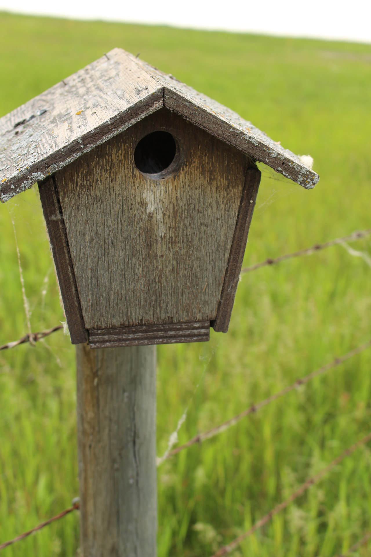 Birdhouse,  Ruda,  Pranešimas,  Spygliuotas,  Viela,  Birdhouse Rudas Po Spygliuotos Vielos, Nemokamos Nuotraukos,  Nemokama Licenzija