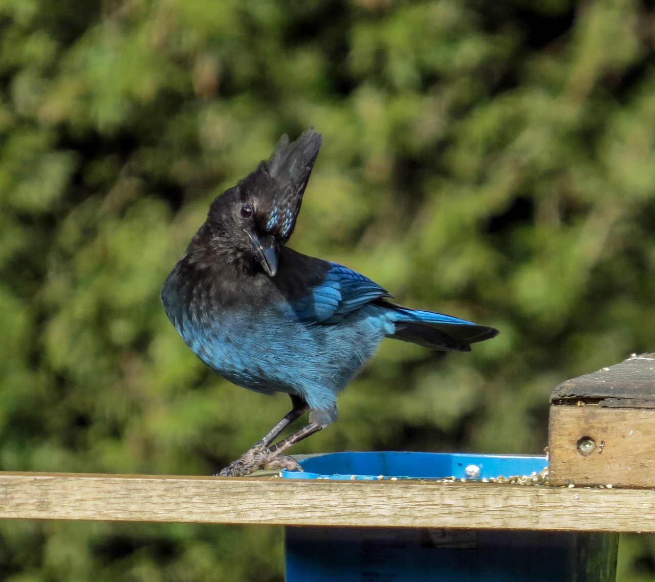 Stellers Jay, Paukštis, Jay, Laukinė Gamta, Mėlynos Plunksnos, Crest, Cyanocitta Stelleri, Nemokamos Nuotraukos,  Nemokama Licenzija