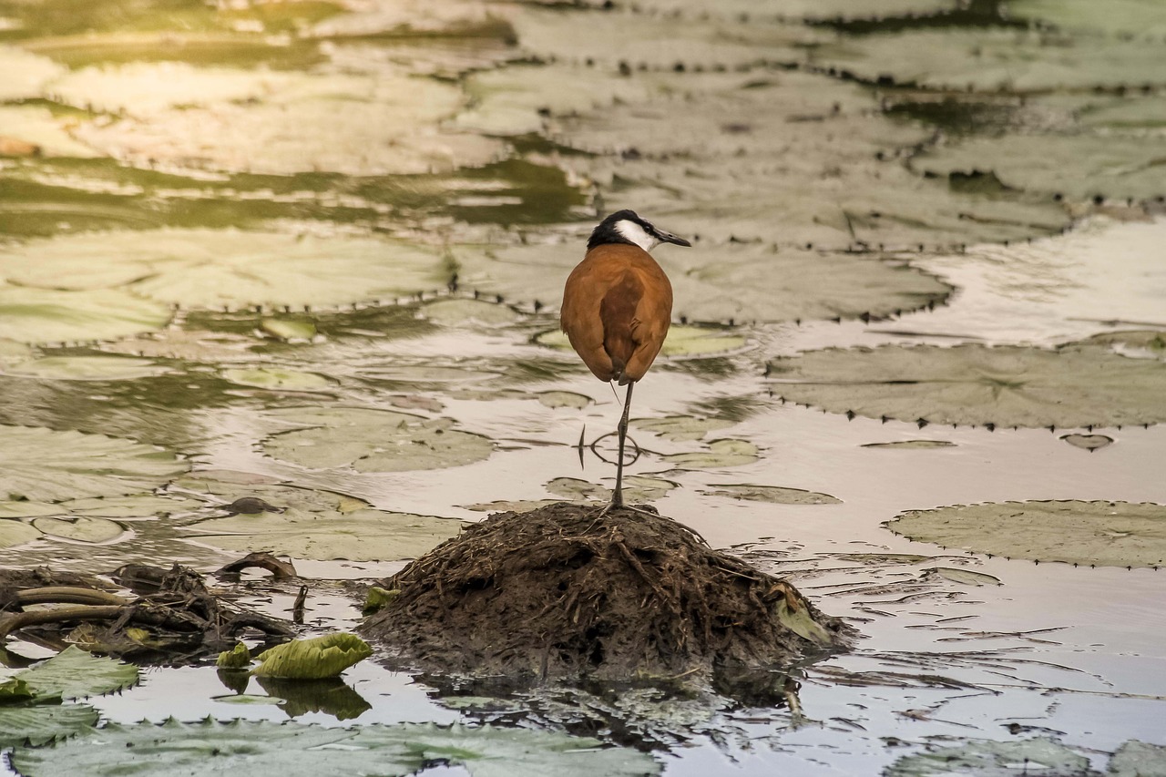 Paukštis, Kruger, Paukštis, Nemokamos Nuotraukos,  Nemokama Licenzija