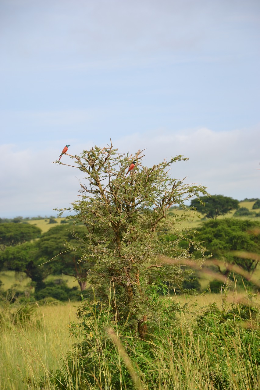 Paukštis, Uganda, Medis, Nemokamos Nuotraukos,  Nemokama Licenzija