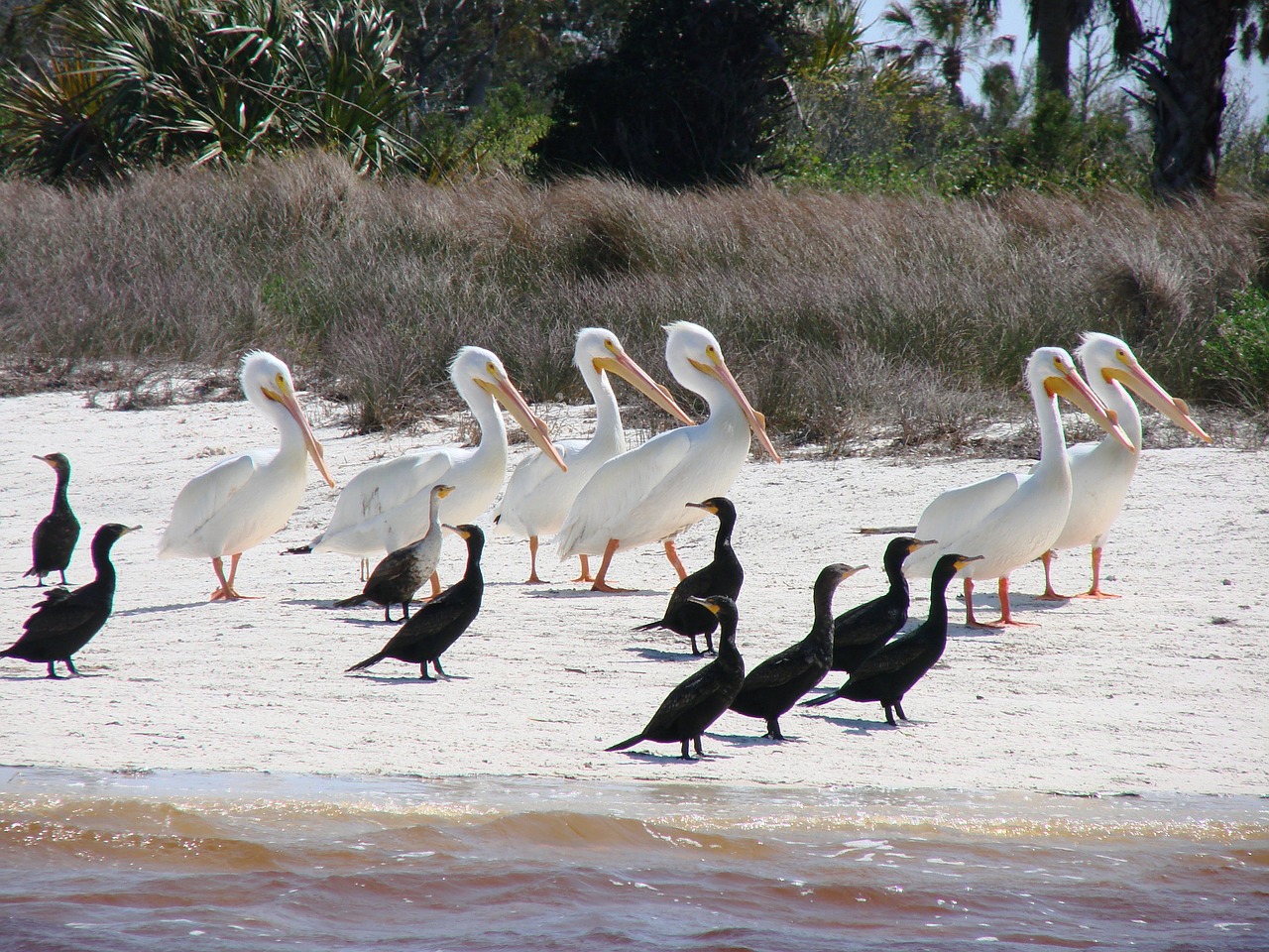 Paukščiai, Kormoranas, Balta, Pelican, Laukinė Gamta, Phalacrocorax, Vandens Paukščiai, Žvejyba, Fauna, Aves