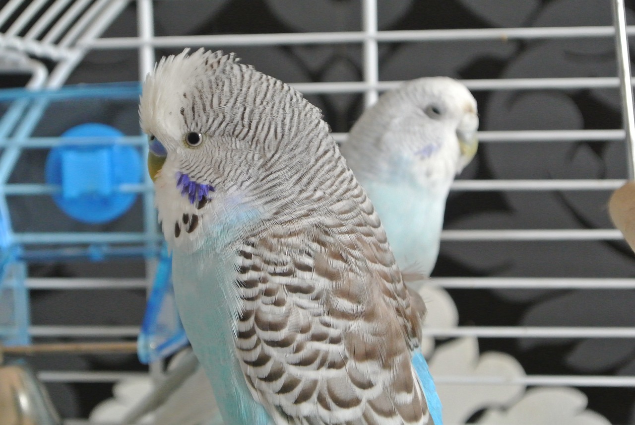 Paukščiai, Budgerigars, Gyvūnai, Plunksna, Parakeets, Augintiniai, Kartu, Mėlynas, Gyvūnų Pasaulis, Plumėjimas