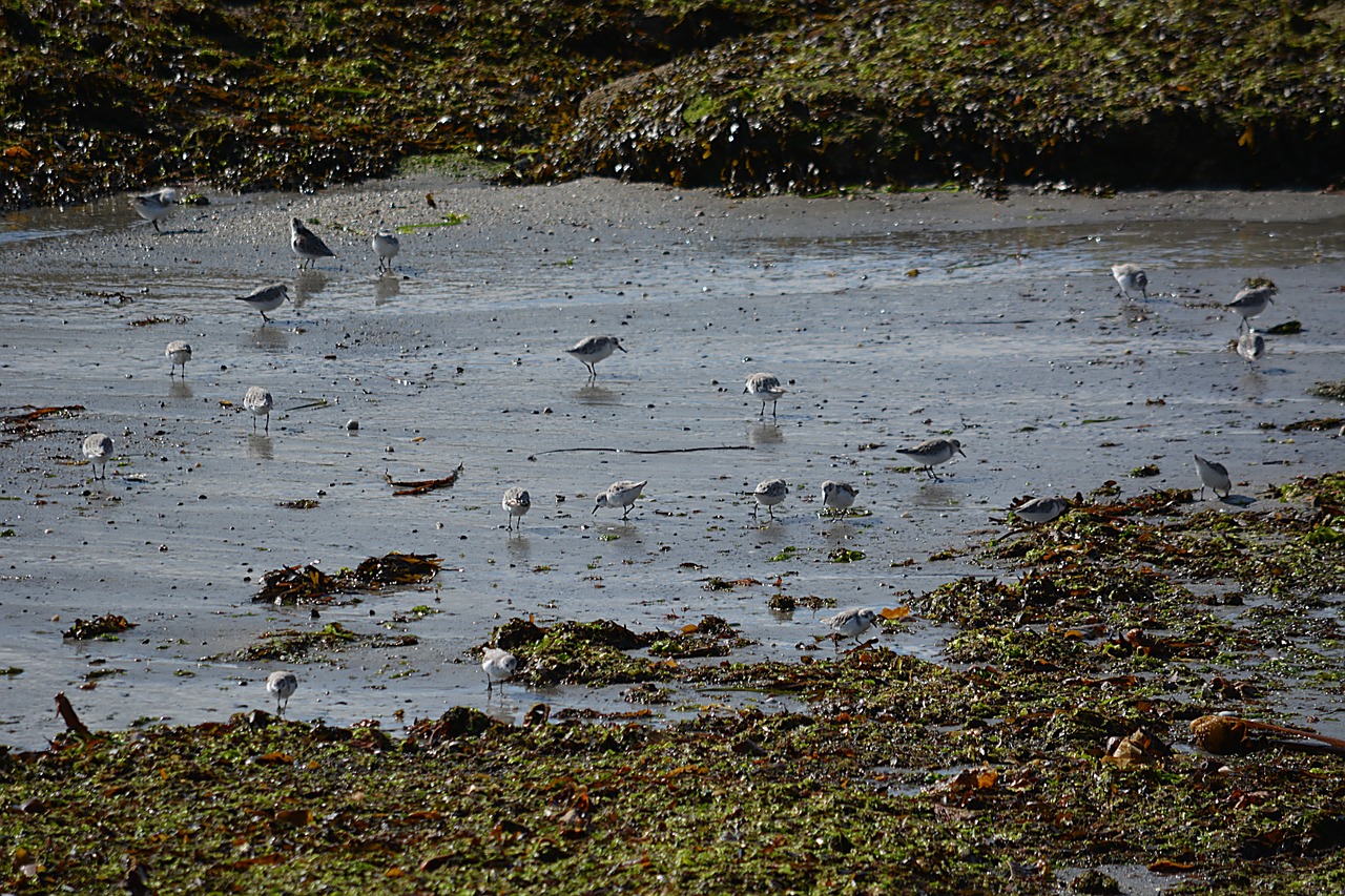 Paukščiai, Plovers, Fauna, Gamta, Gyvūnai, Laukiniai, Laukinė Gamta, Vanduo, Jūra, Gyvūnas