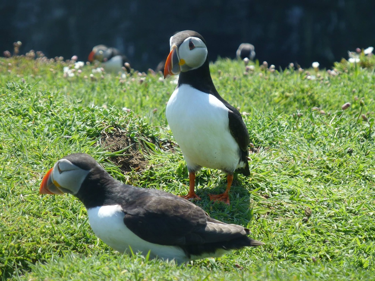 Paukščiai, Velso, Puffin, Laukiniai, Laukinė Gamta, Gamta, Nemokamos Nuotraukos,  Nemokama Licenzija