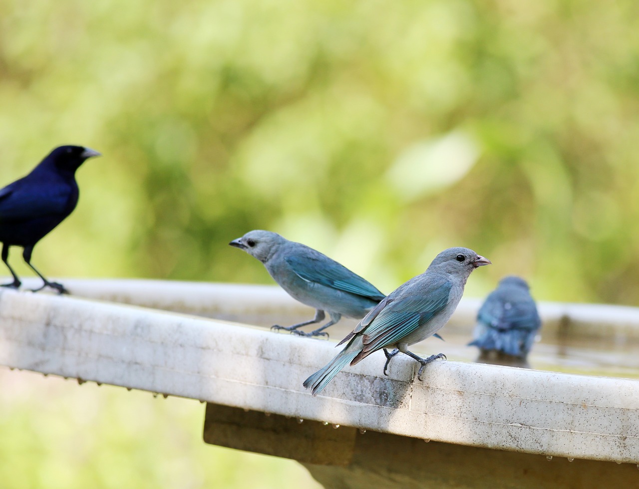 Paukščiai, Geriamas Vanduo, Grupė, Brazilijos Paukščiai, Tanager, Pilka, Nemokamos Nuotraukos,  Nemokama Licenzija