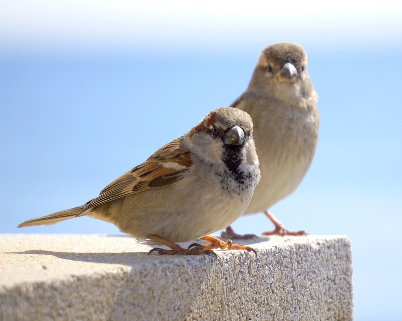 Paukščiai, Žvirbliai, Ave, Mažas Paukštelis, Gyvūnas, Vyras Ir Moteris, Fauna, Gyvūnai, Nemokamos Nuotraukos,  Nemokama Licenzija