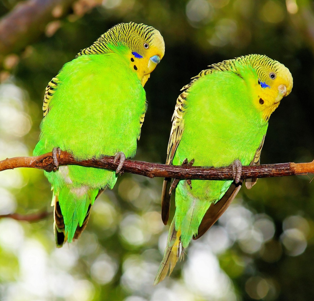 Paukščiai, Budgerigars, Žalias, Žalia Paukštis, Kartu, Plunksna, Parakeets, Augintiniai, Meilė, Gyvūnų Pasaulis