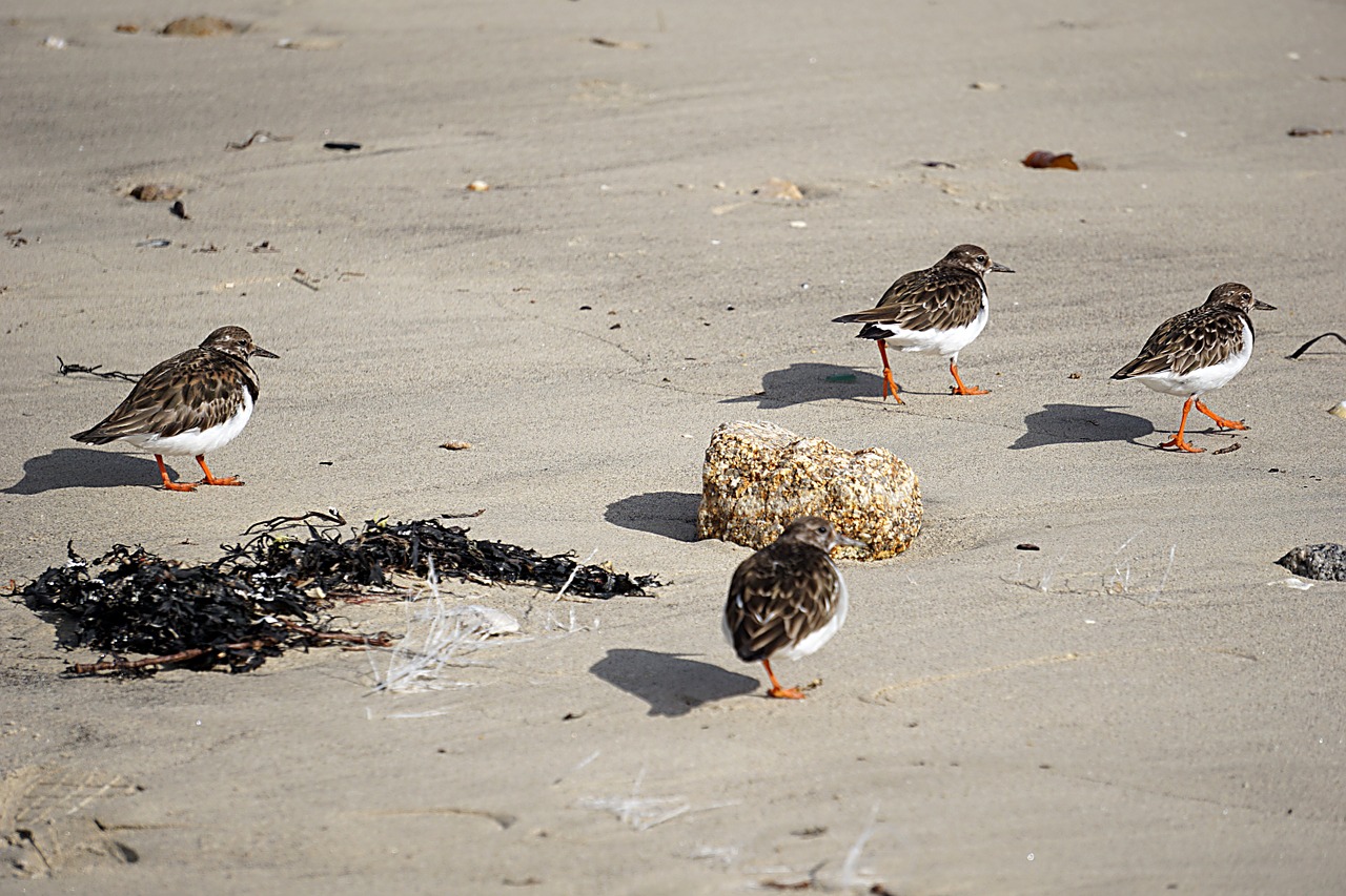 Paukščiai, Plovers, Laukiniai, Gamta, Gyvūnas, Gyvūnai, Jūra, Laukinė Gamta, Vanduo, Fauna