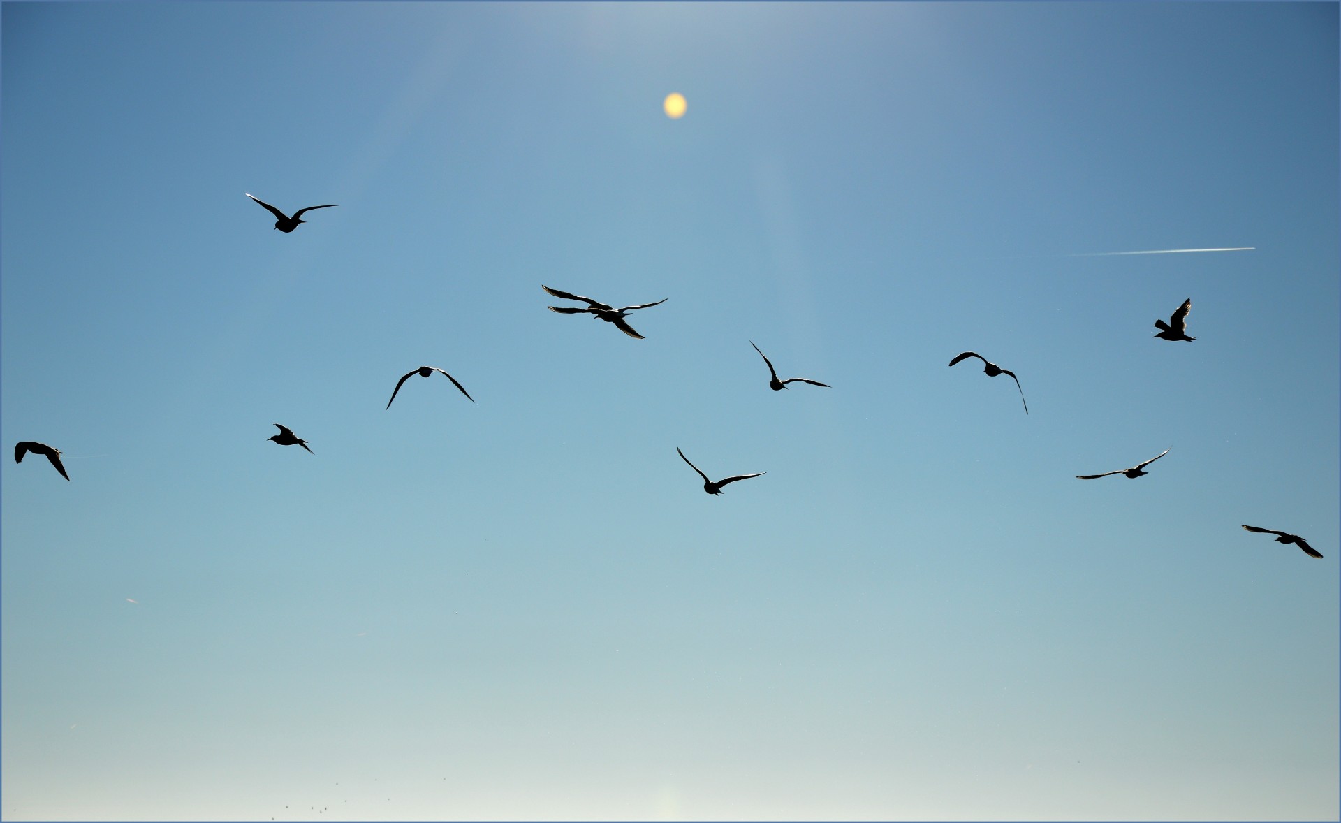 Мало летающие птицы. Птицы в небе. Коршуны перелетные птицы. Журавль в небе. Птицы в далеке.