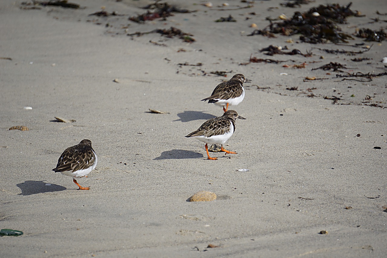 Paukščiai, Plovers, Fauna, Ornitologija, Gamta, Laukiniai, Gyvūnai, Gyvūnas, Jūra, Laukinė Gamta